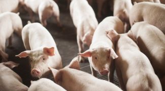 russia reabre o mercado para carne suina do brasil 20181031 2053274412