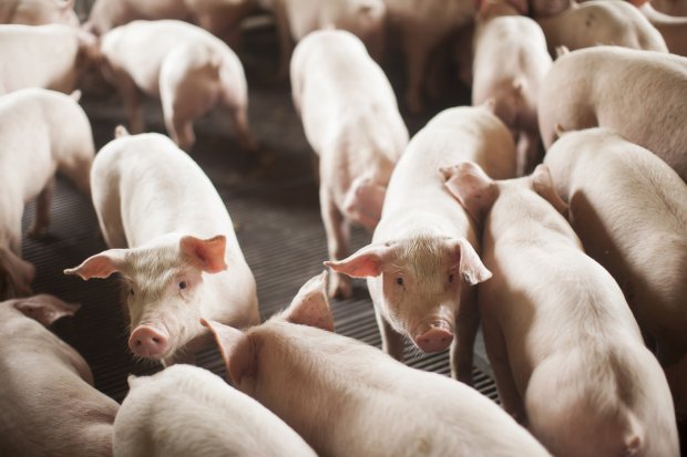 russia reabre o mercado para carne suina do brasil 20181031 2053274412