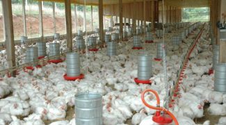 exportacao de carne de frango em santa catarina 20190926 1742570394