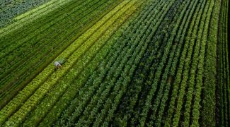 agricultura 20200809 1015535703