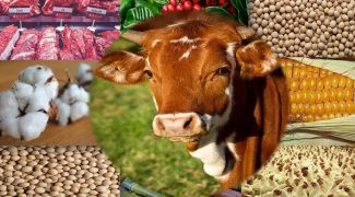 soja carnes milho algodao agronegocio agro exportacao boi frango 2020