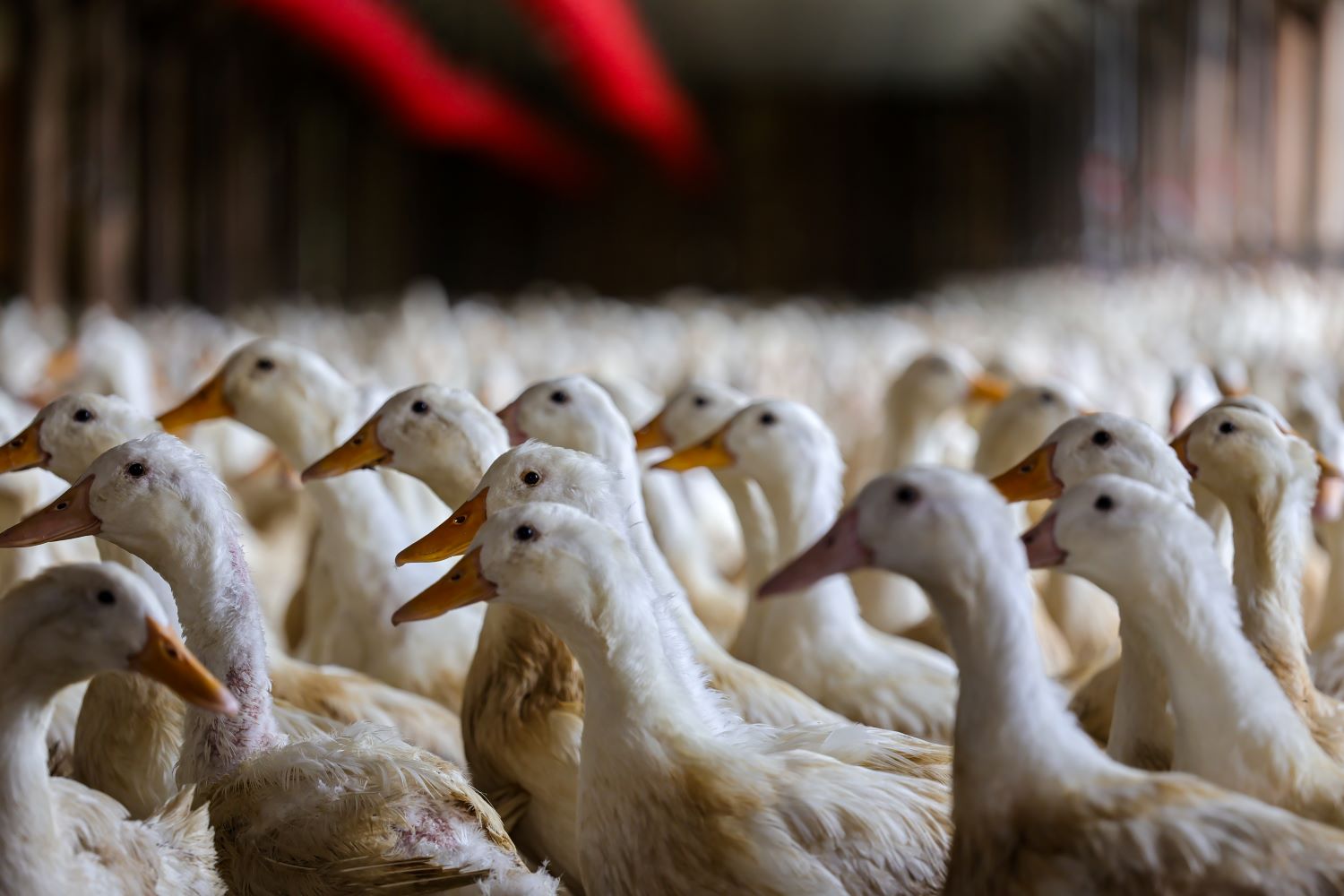 Aves Pato Foto Roberto Zacarias SECOM