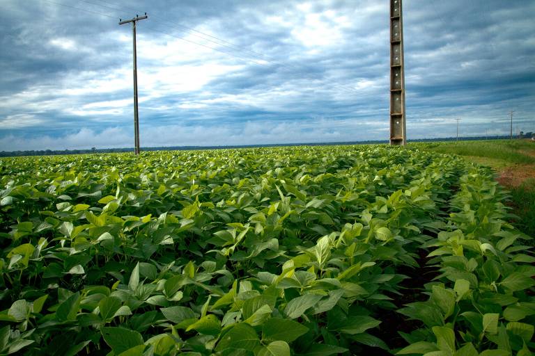 Lavoura de soja em Mato Grosso Aprosoja MT