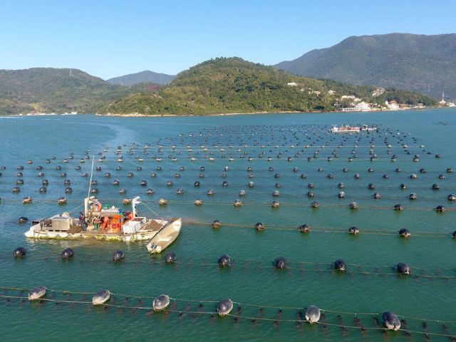 maricultura Fotos Aires Mariga Epagri