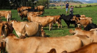 Gado Pecuaria Foto Ricardo Trida SECOM